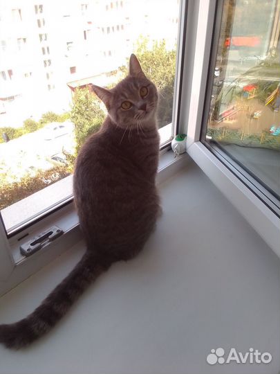 Кошка в добрые руки