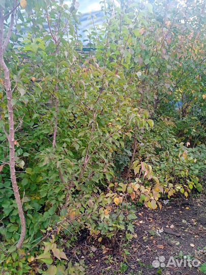 Саженцы абрикос