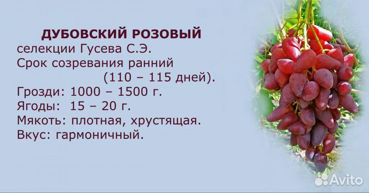 Черенки и саженцы винограда