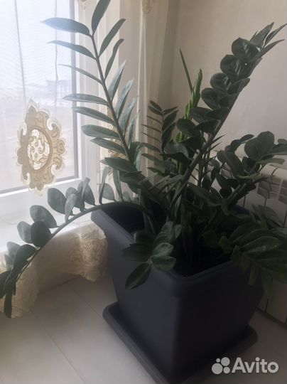 Замиокулькас