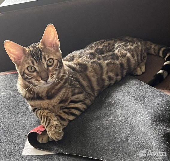 Бенгальская кошечка