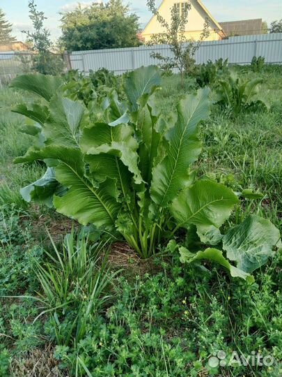 Корень хрена