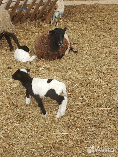 Овцы бараны ягнята дорпер