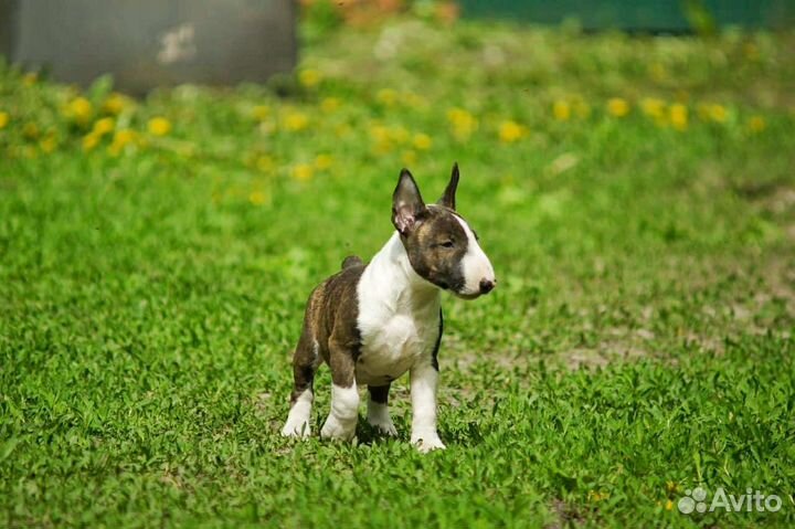Миниатюрный бультерьер щенки