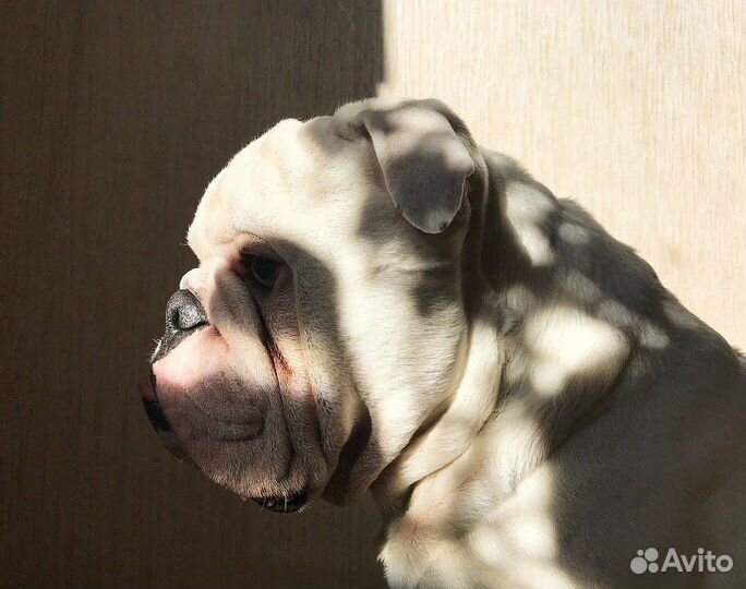 Английский бульдог вязка