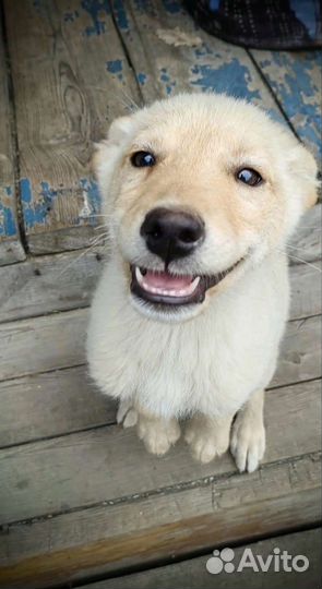 Щенок мальчик 3 месяца
