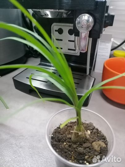 Бокарнея нолина