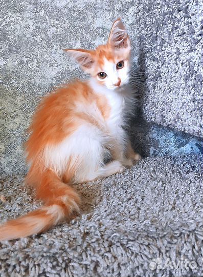 Котенок мейн-кун девочка