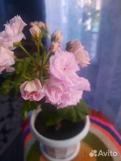 Пеларгония герань