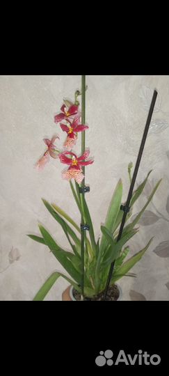 Орхидея камбрия