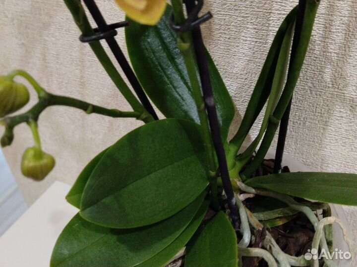 Орхидея фаленопсис мультифлора бабочка