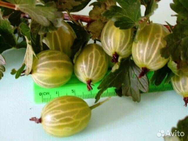 Продаётся слабошипный крыжовник Черносливовый и др