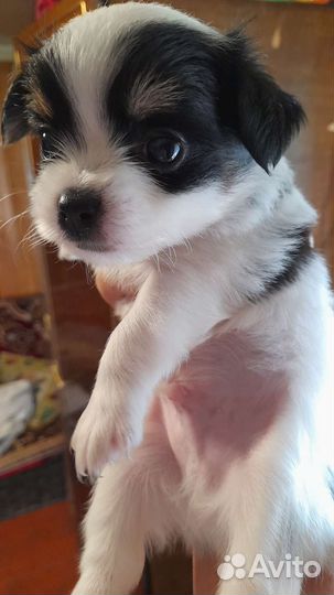 Щенки чихуахуа