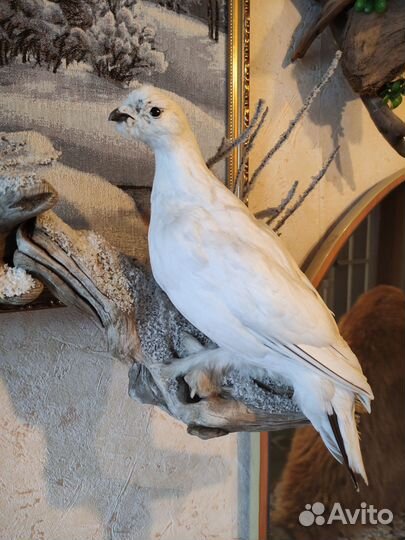 Белая куропатка