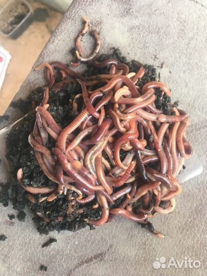 Черви красные зеленые дендрабена