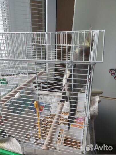 Попугай корелла с клеткой