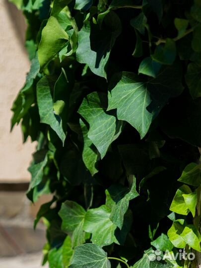 Фотограф / видеооператор / монтажер