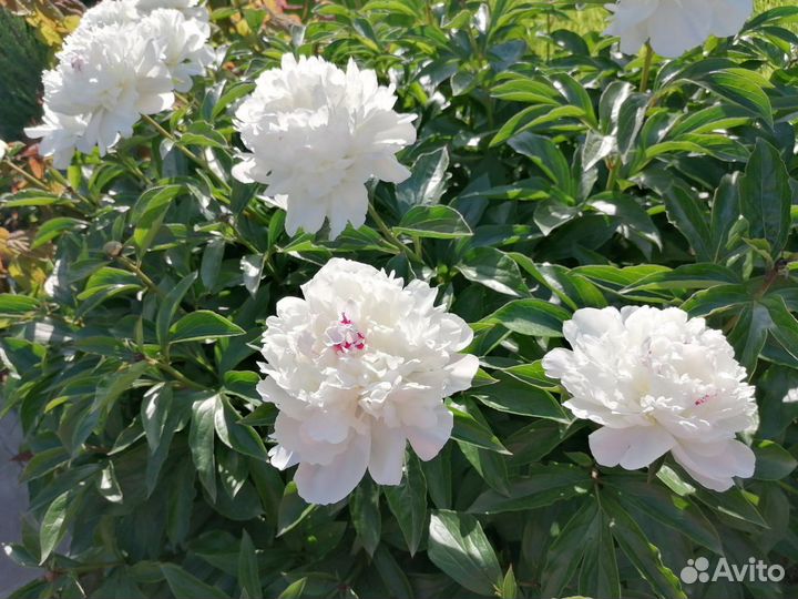 Многолетние садовые цветы