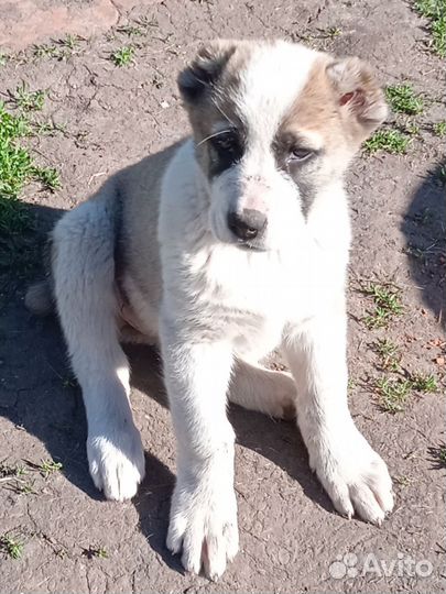 Среднеазиатская овчарка алабай щенки