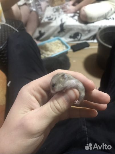 Хомяки джунгарики