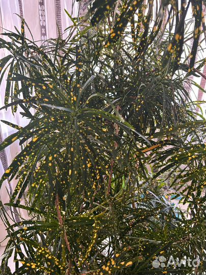 Продам Кротон Пиктум Спот