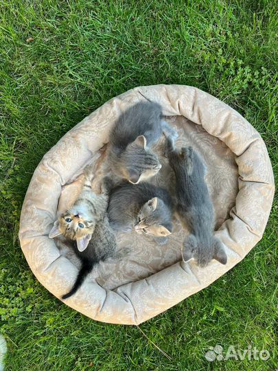 Домашние котята (мальчики) в добрые руки