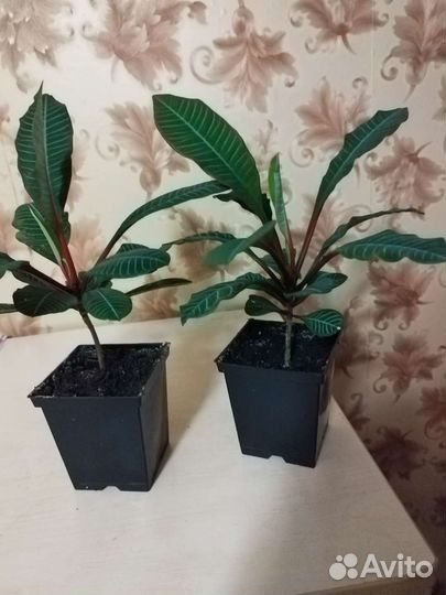 Комнатные растения