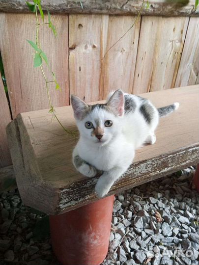 В добрые руки