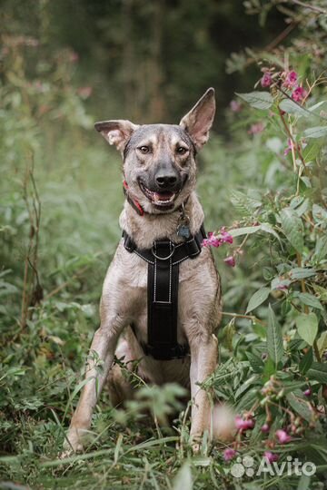 Собака в добрые руки отдам бесплатно