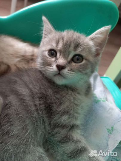 Британская кошка
