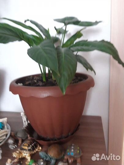 Спатифиллум