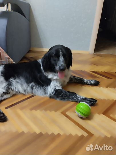 Хвостик в заботливые руки