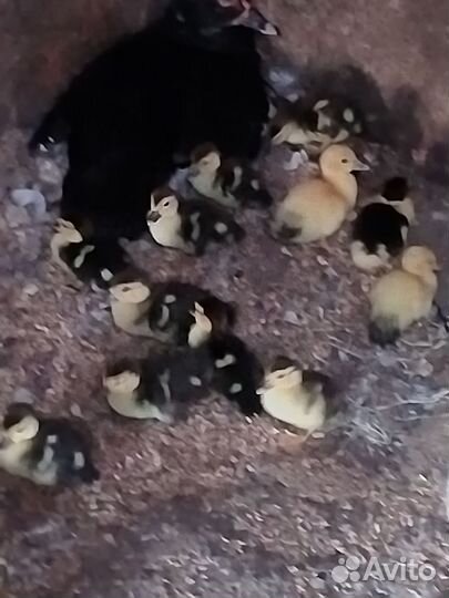 Мускусные утята (индо утки)