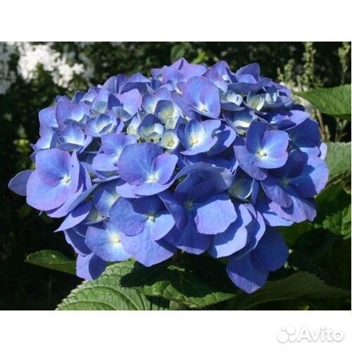 Гортензии новинки, цветы многолетние