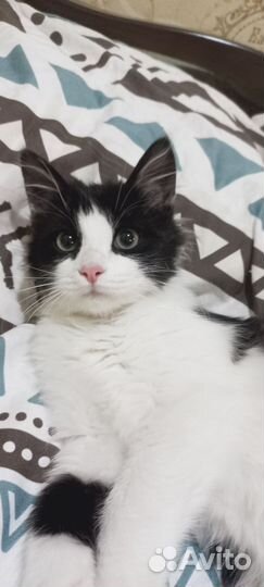 Котенок