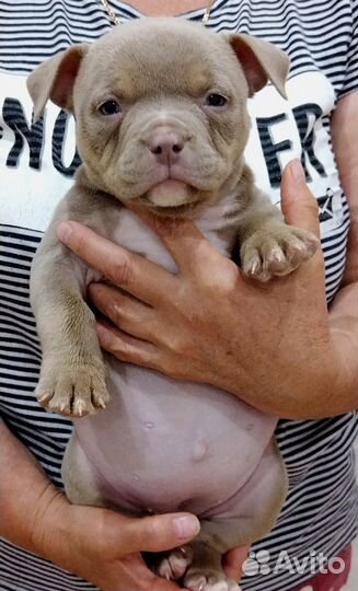 Микропокет американский булли