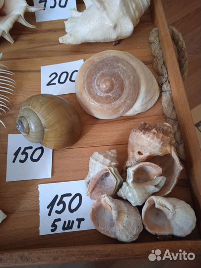 Морские раковины