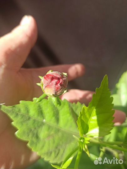 Гибискус китайская роза