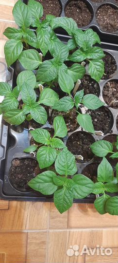 Рассада перца сладкого