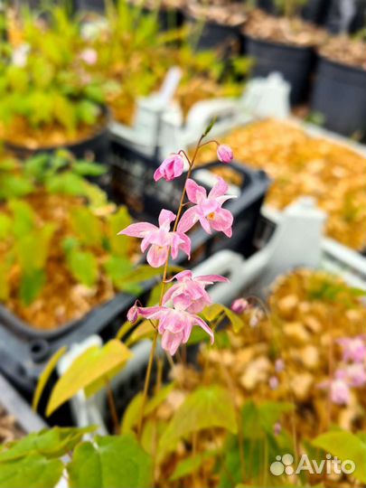 Горянка - цветок эльфов