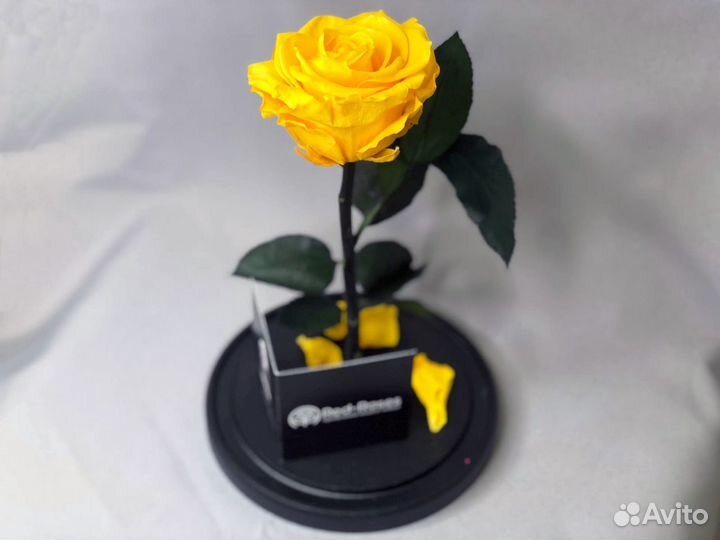 Вечная роза в колбе