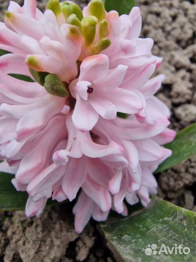 Луковицы гиацинтов