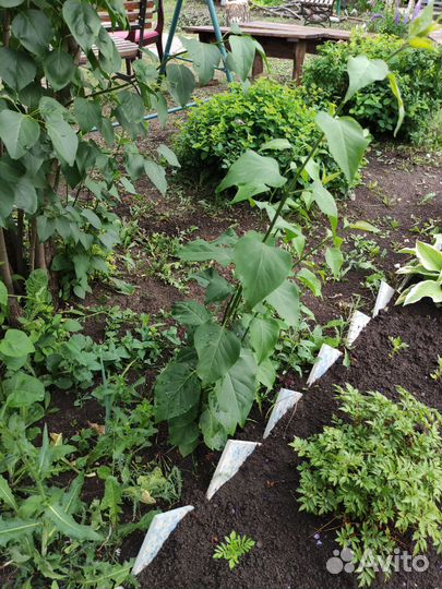 Сирень фиолетовая