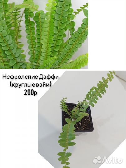 Папоротники сортовые