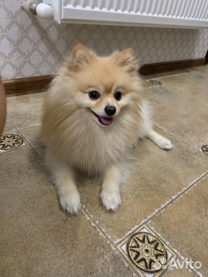 Немецкий шпиц. Вязка. Жених