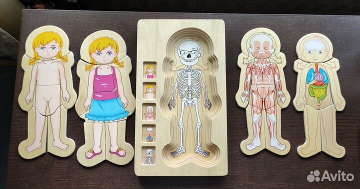 Многоуровневый пазл по изучению строения Onshine