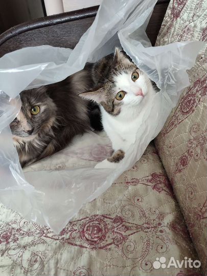 Кошка в добрые руки бесплатно