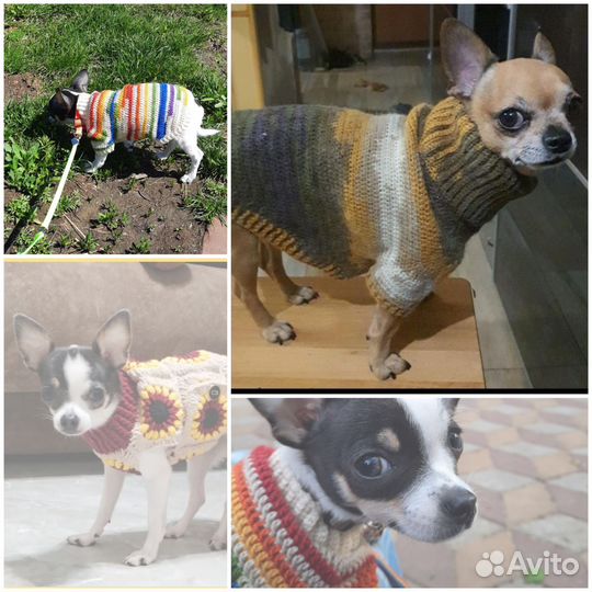 Одежда для собак на заказ