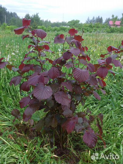 Жасмин (Чубушник)