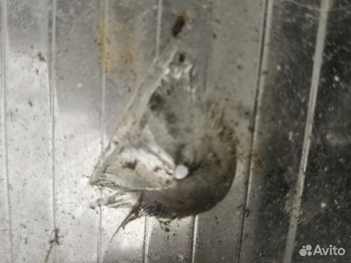 Фара форд скорпио